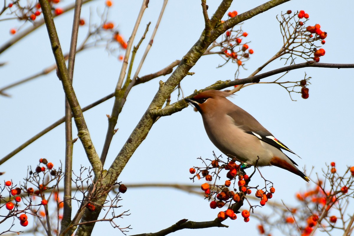 Bohemian Waxwing - ML629856014
