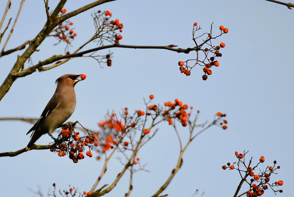 Bohemian Waxwing - ML629856019