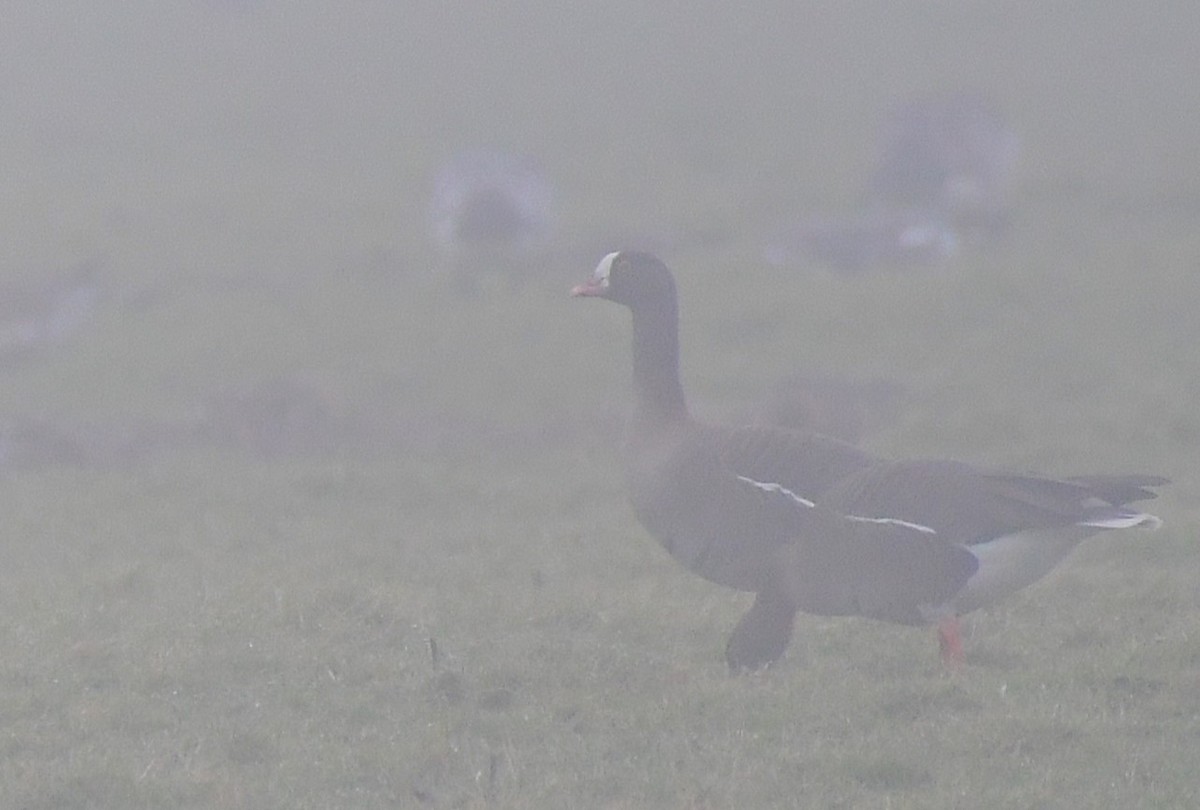 Lesser White-fronted Goose - ML629856043