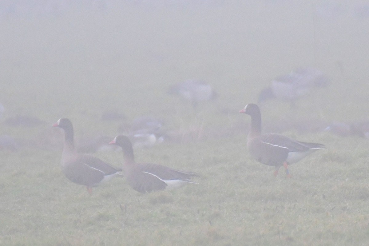 Lesser White-fronted Goose - ML629856046