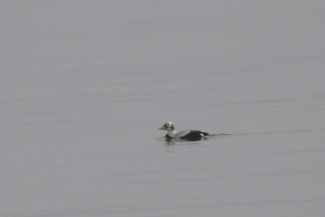 Spectacled Eider - ML629856072