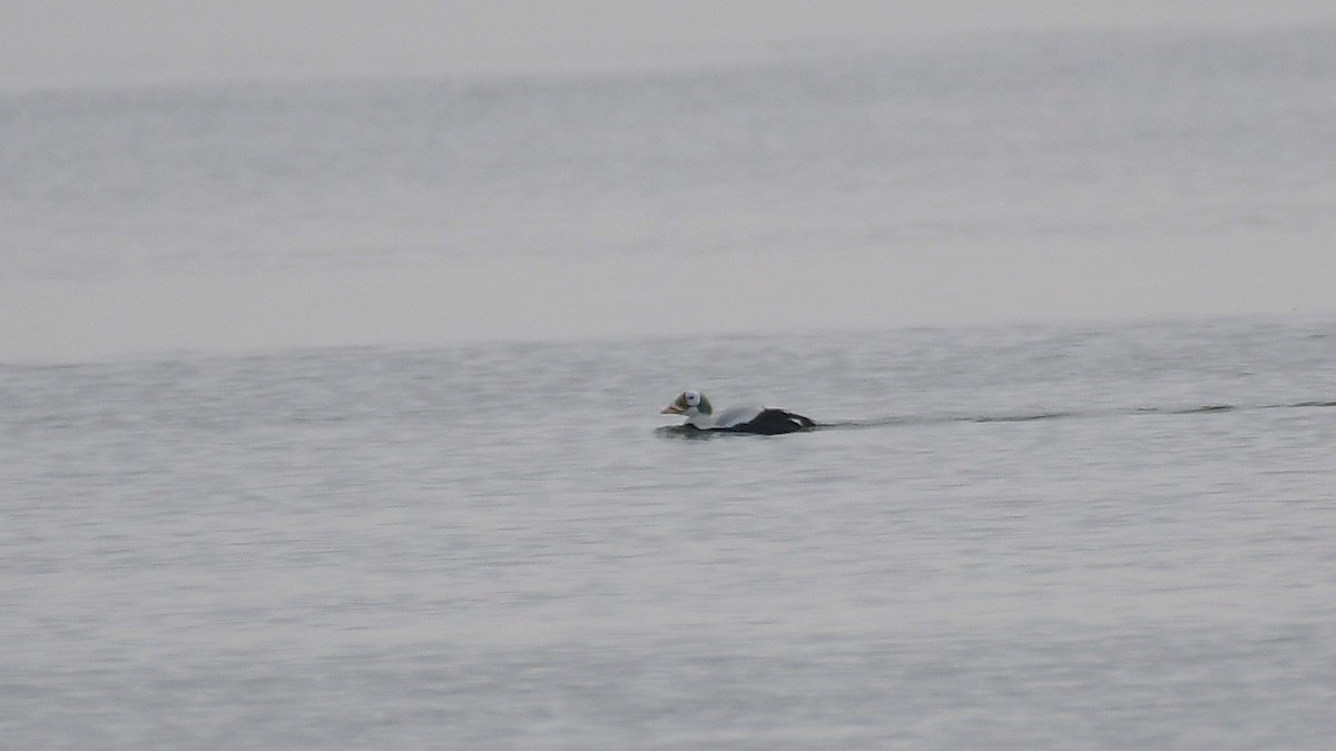 Spectacled Eider - ML629856078