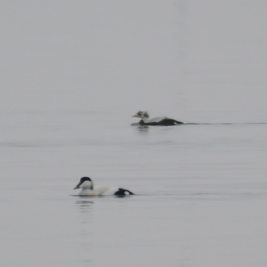 Common Eider - ML629856095