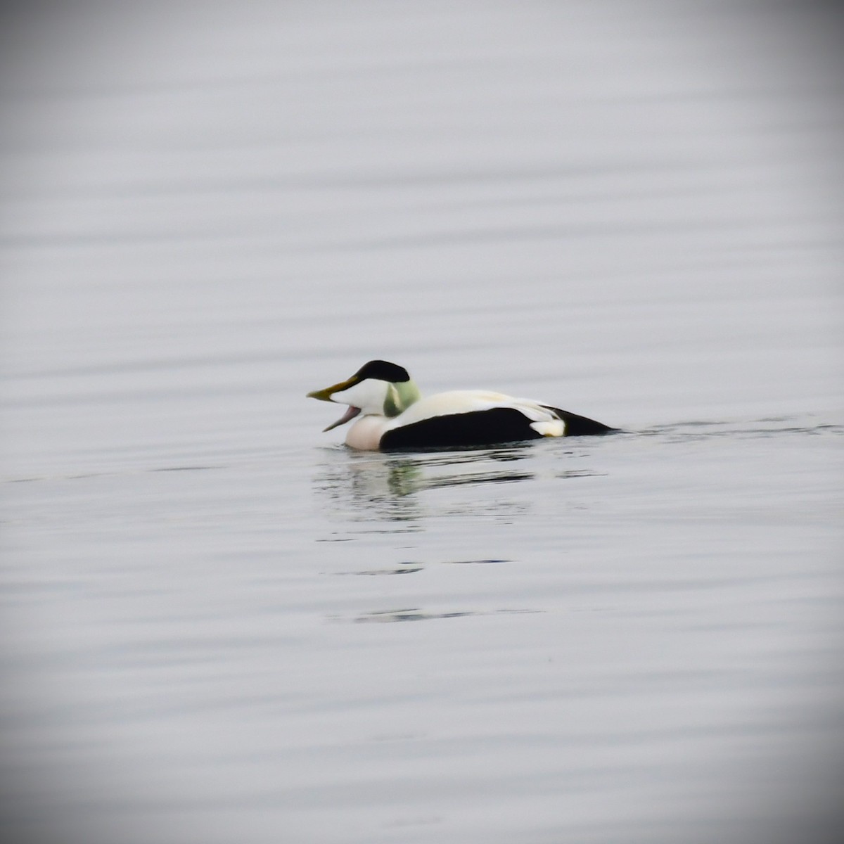 Common Eider - ML629856096