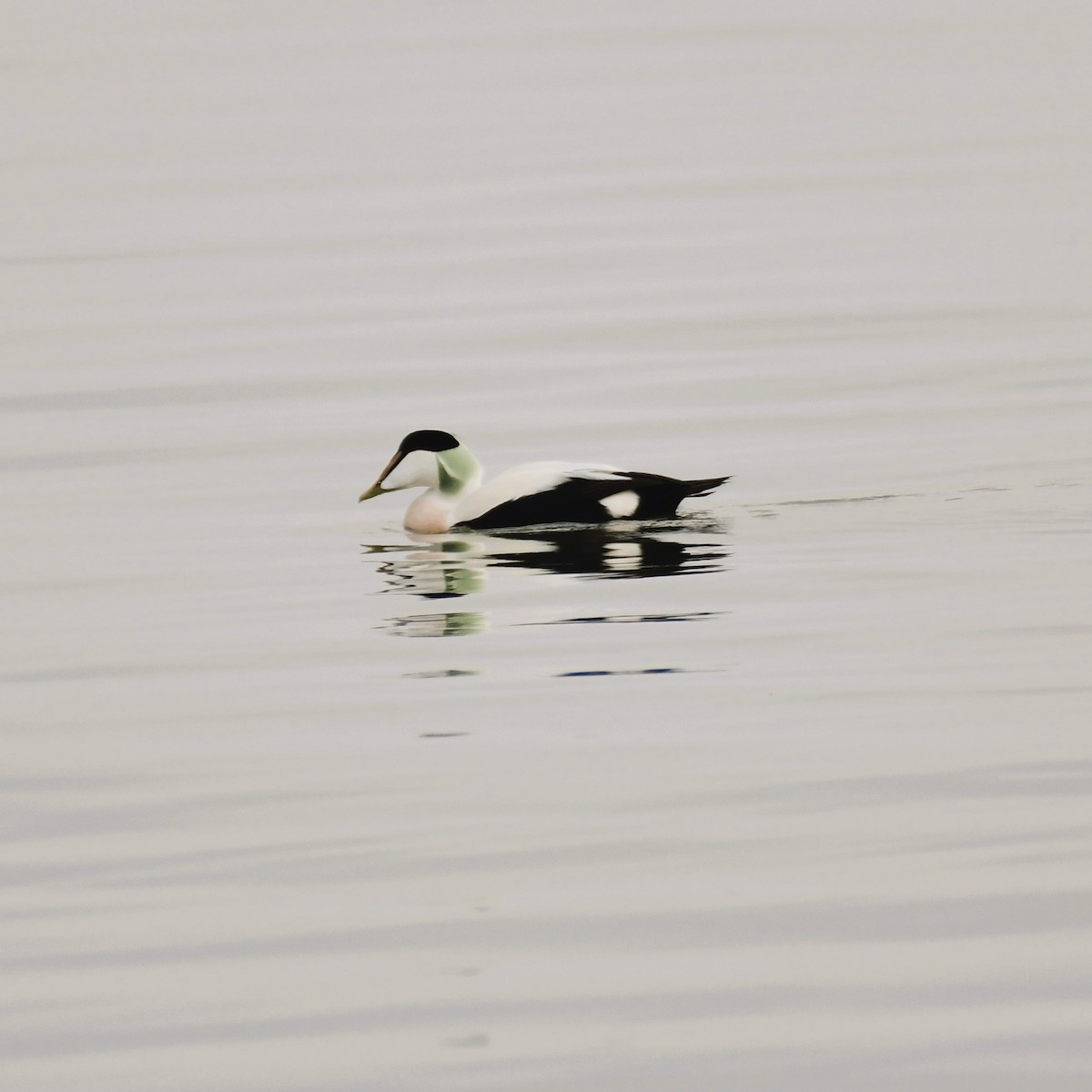 Common Eider - ML629856097