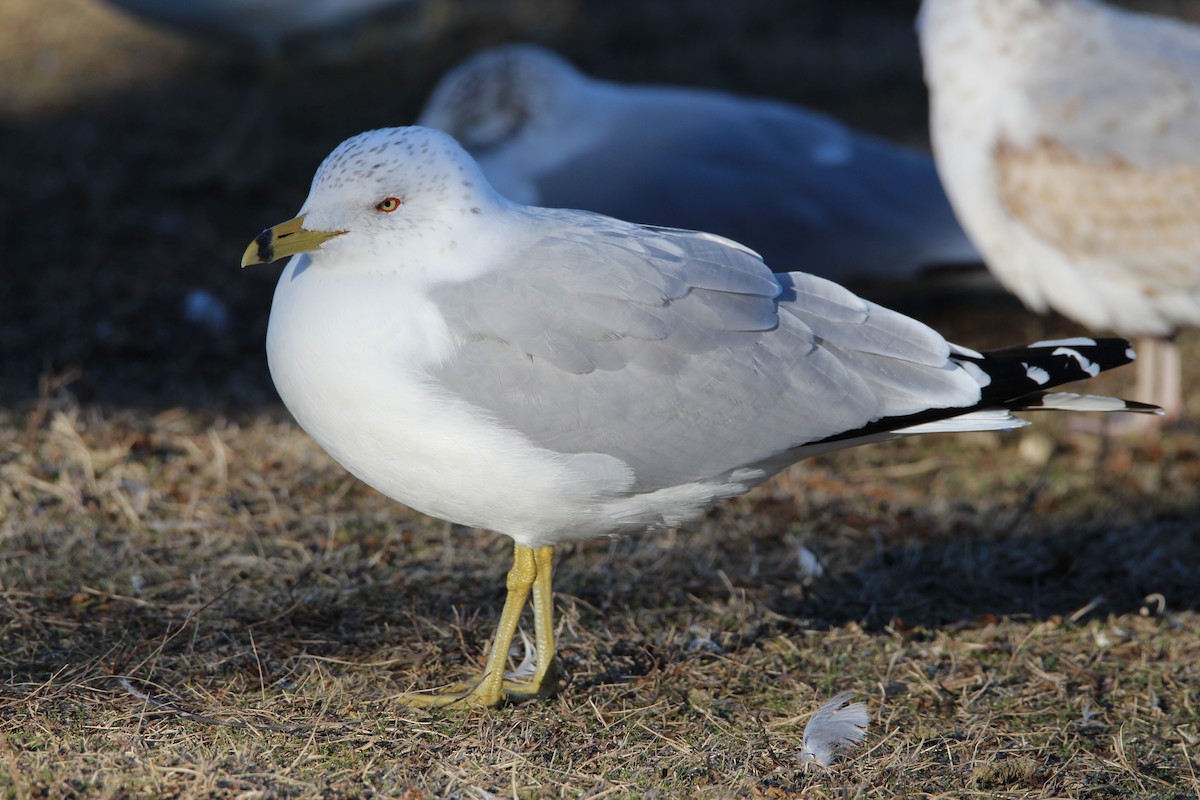 Ring-billed Gull - ML629856106