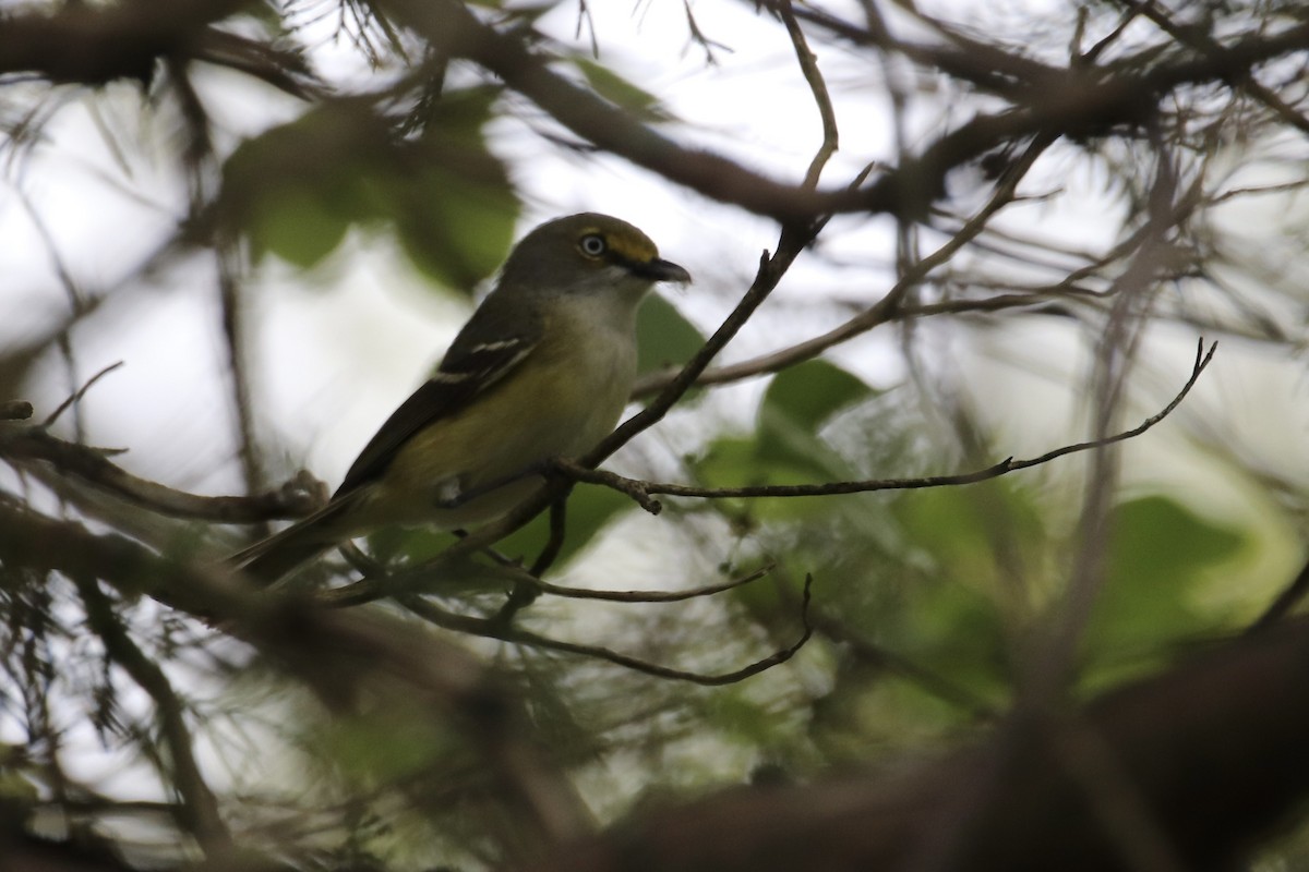 White-eyed Vireo - ML629856145