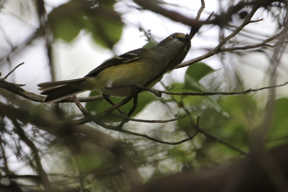 White-eyed Vireo - ML629856146
