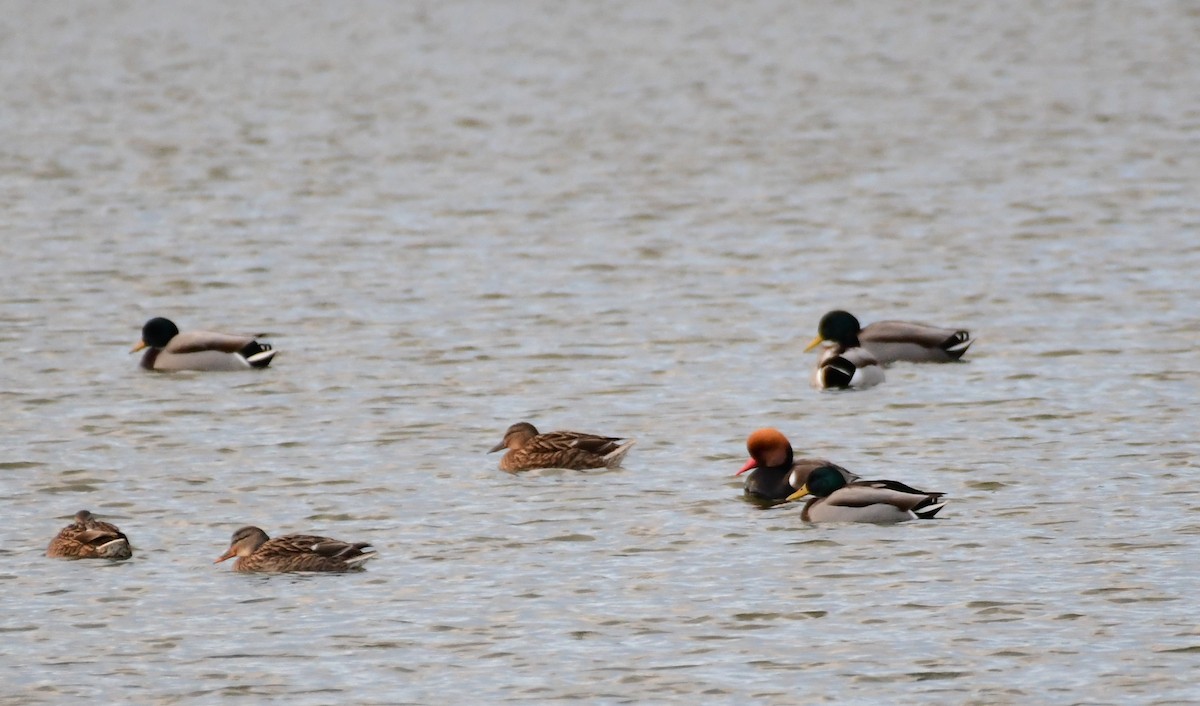 Red-crested Pochard - ML629856166