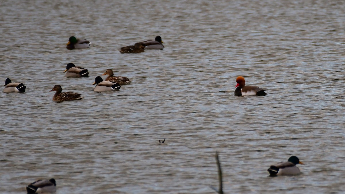 Red-crested Pochard - ML629856167