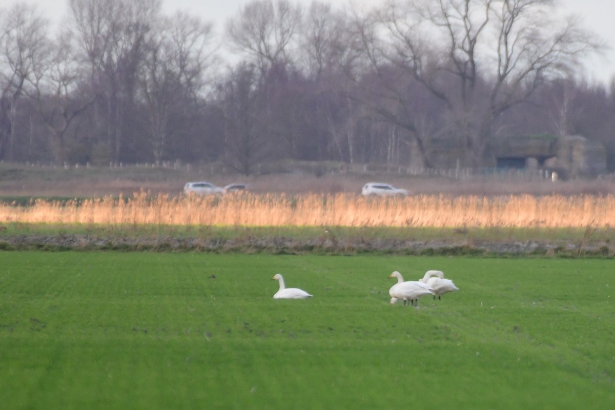Whooper Swan - ML629856178