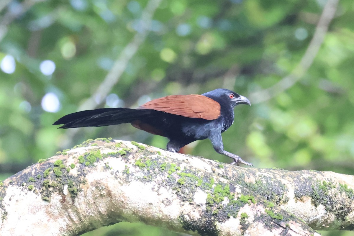 Greater Coucal - ML629856208