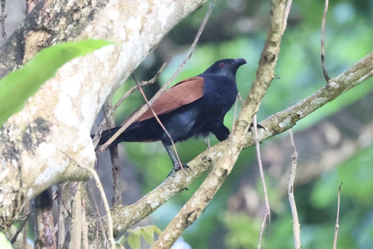 Greater Coucal - ML629856209