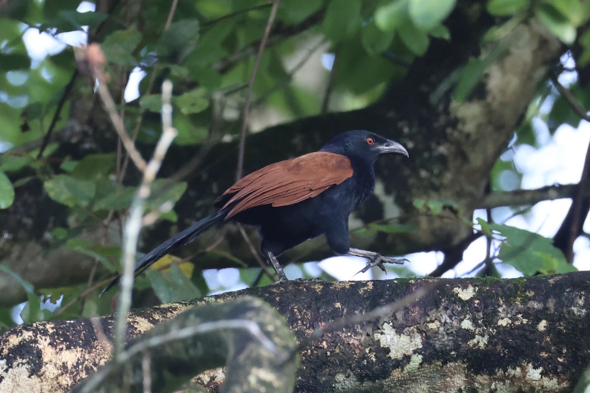 Greater Coucal - ML629856210