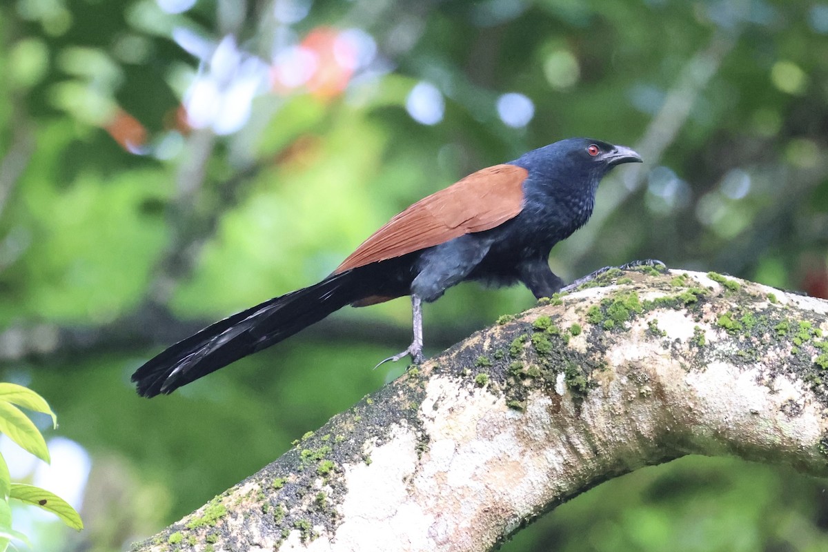 Greater Coucal - ML629856211