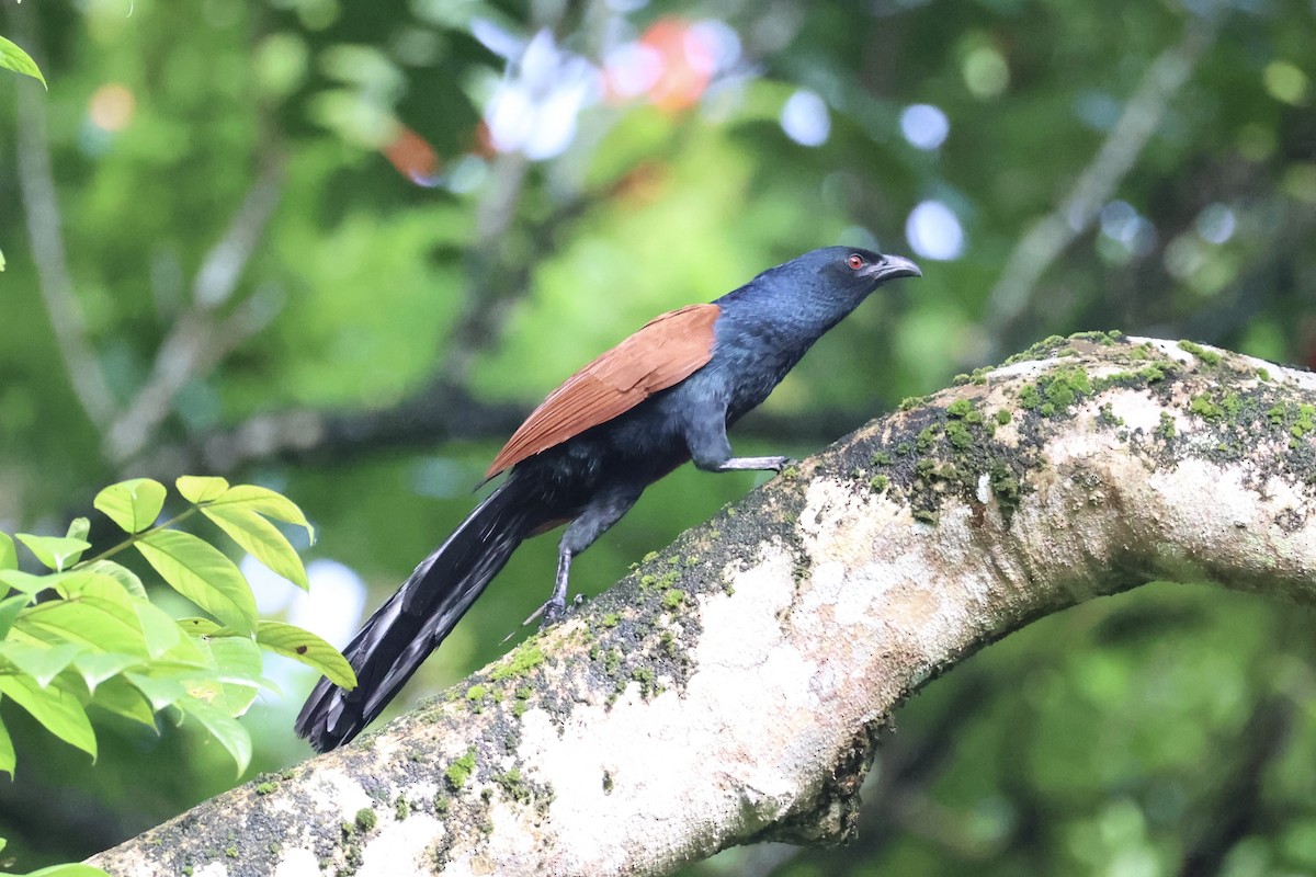 Greater Coucal - ML629856212