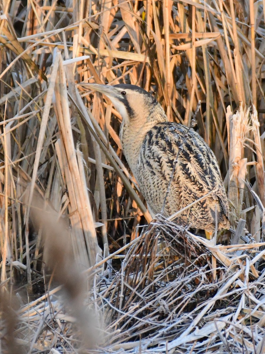 Eurasian Bittern - ML629856216