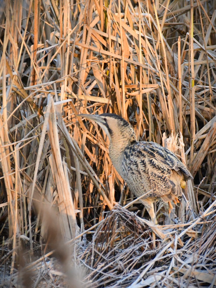 Eurasian Bittern - ML629856218