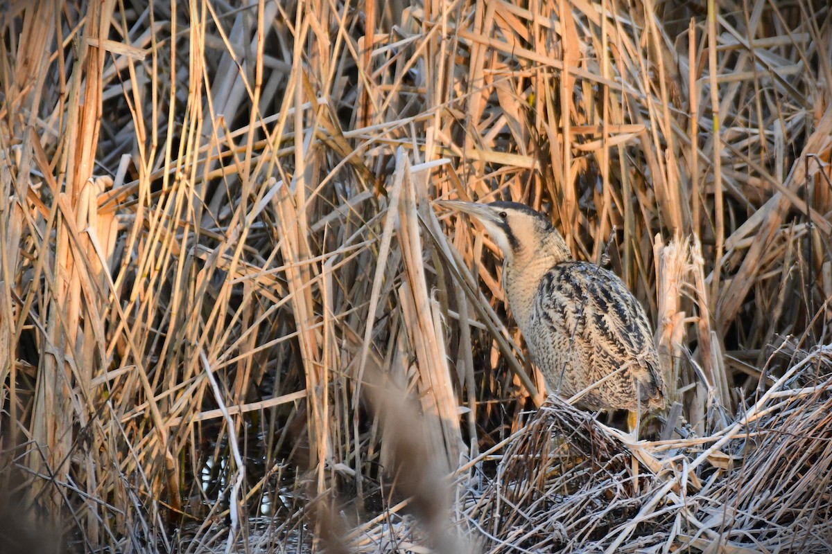 Eurasian Bittern - ML629856219