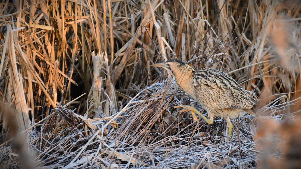Eurasian Bittern - ML629856220