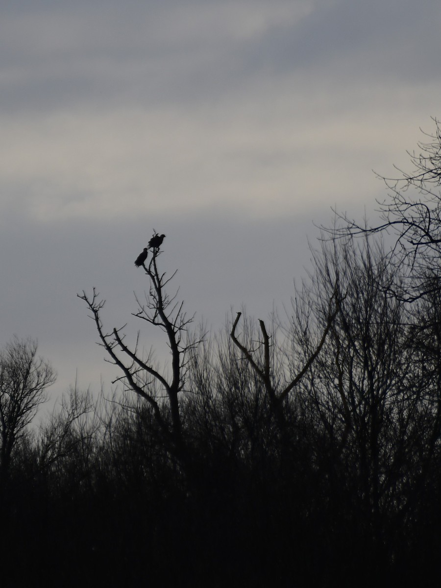 White-tailed Eagle - ML629856245