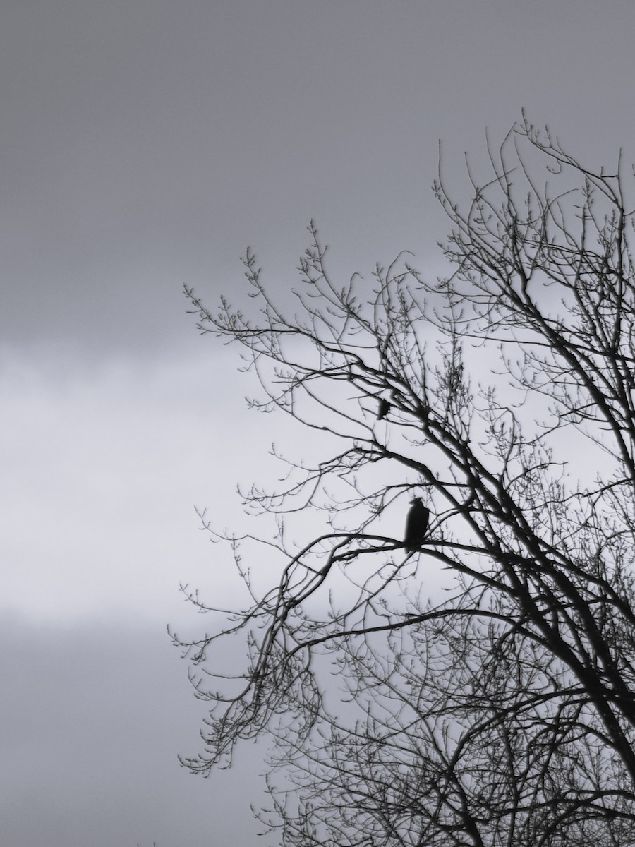 White-tailed Eagle - ML629856246