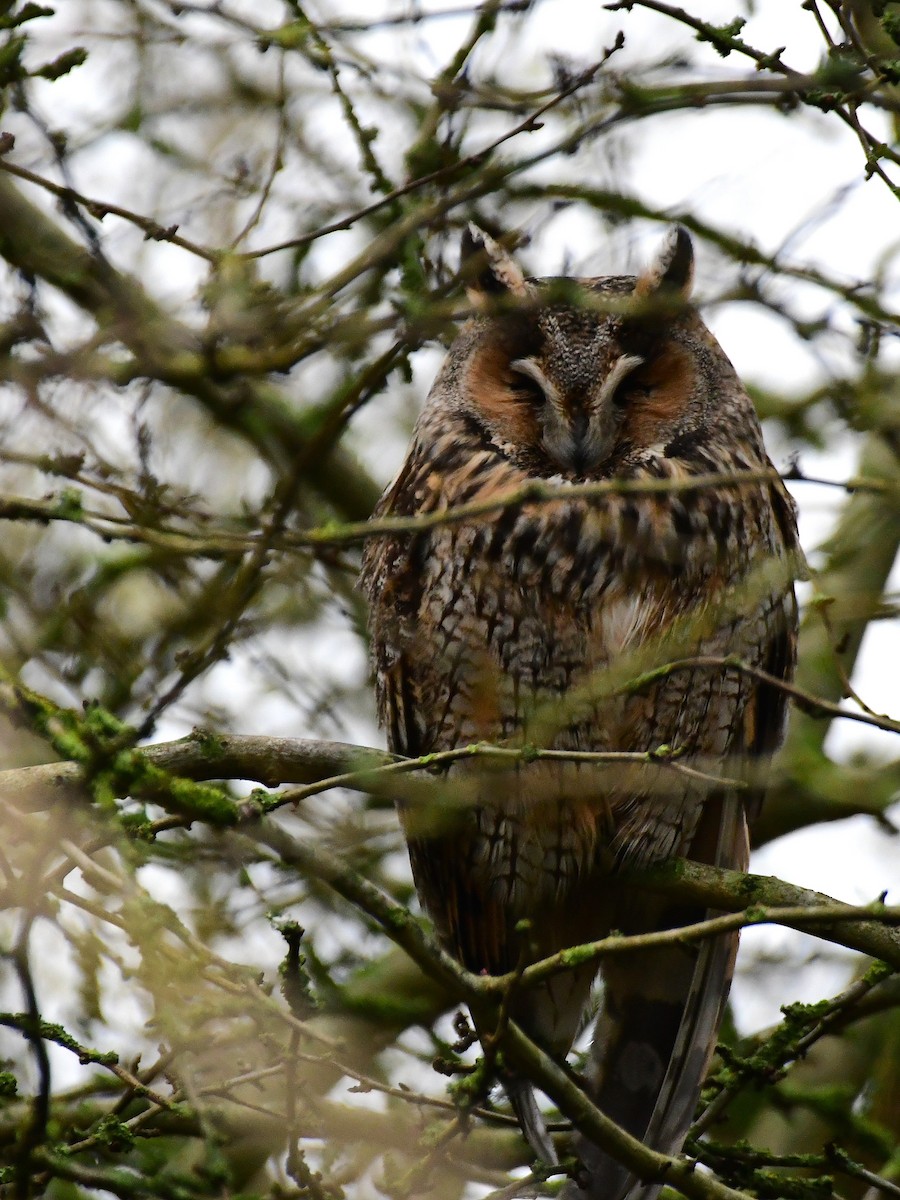 Long-eared Owl - ML629856257