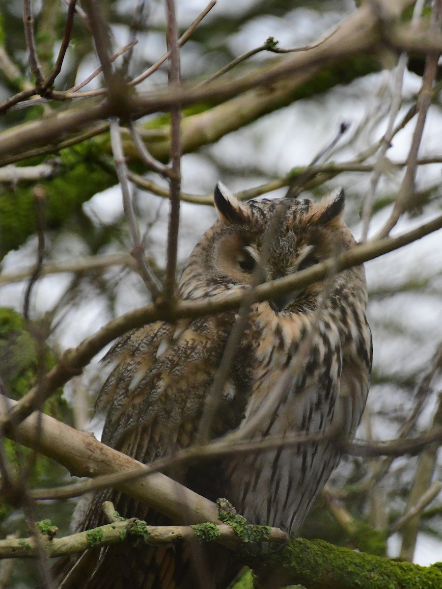 Long-eared Owl - ML629856258