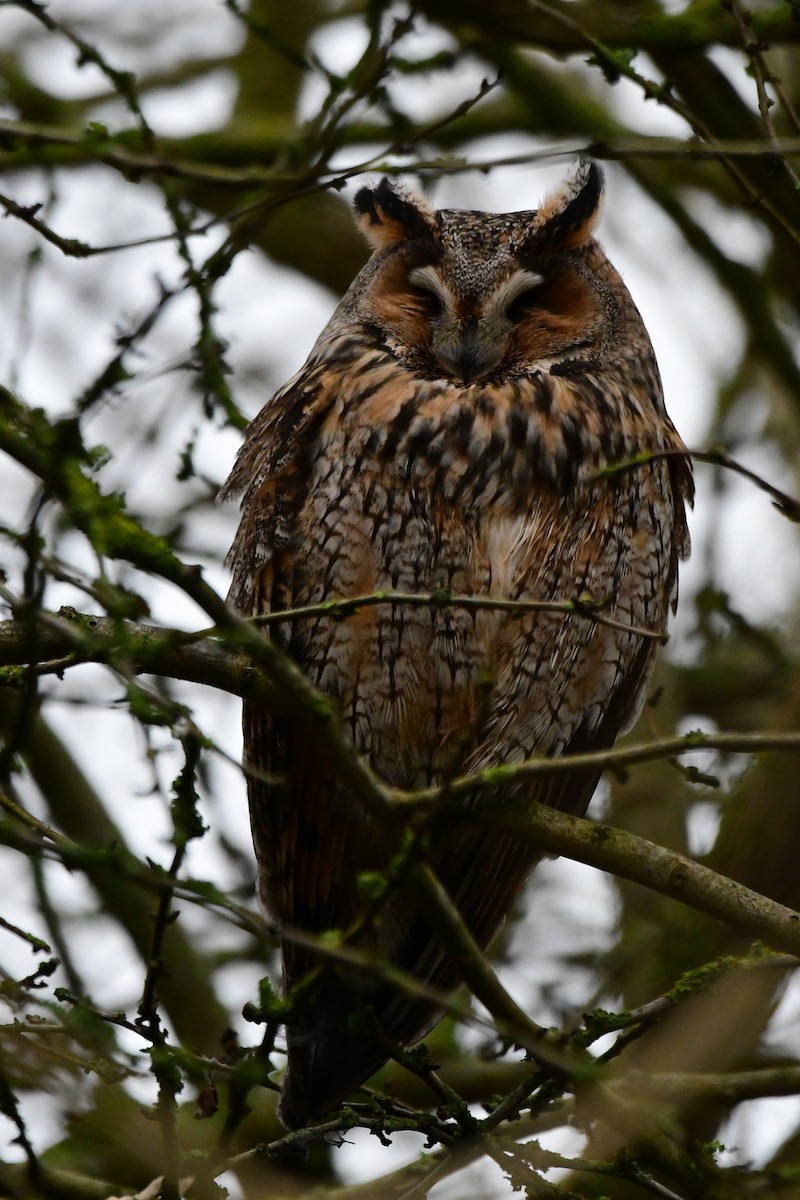 Long-eared Owl - ML629856259
