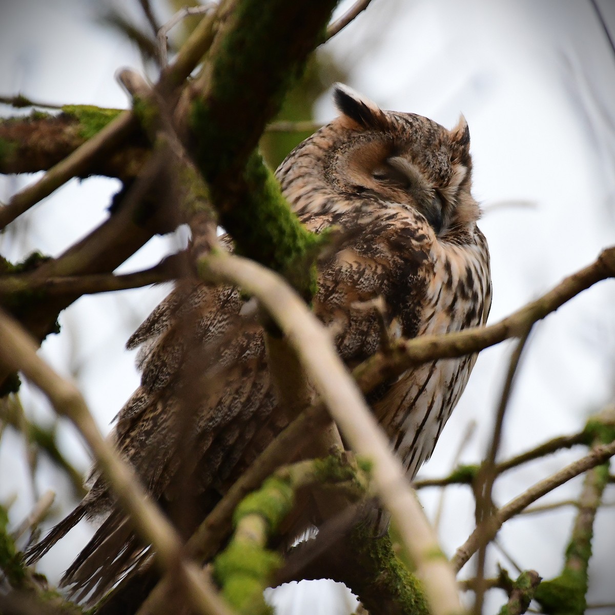 Long-eared Owl - ML629856260