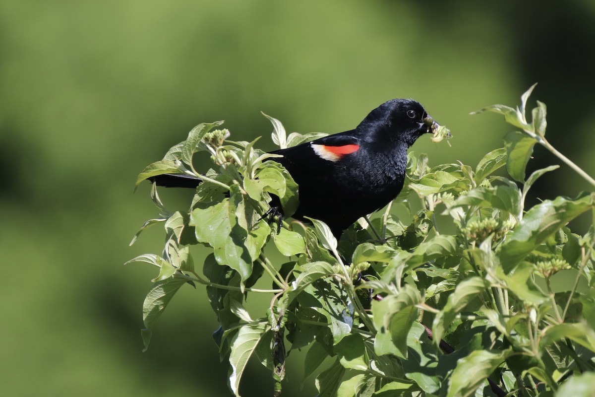 Red-winged Blackbird - ML629856262