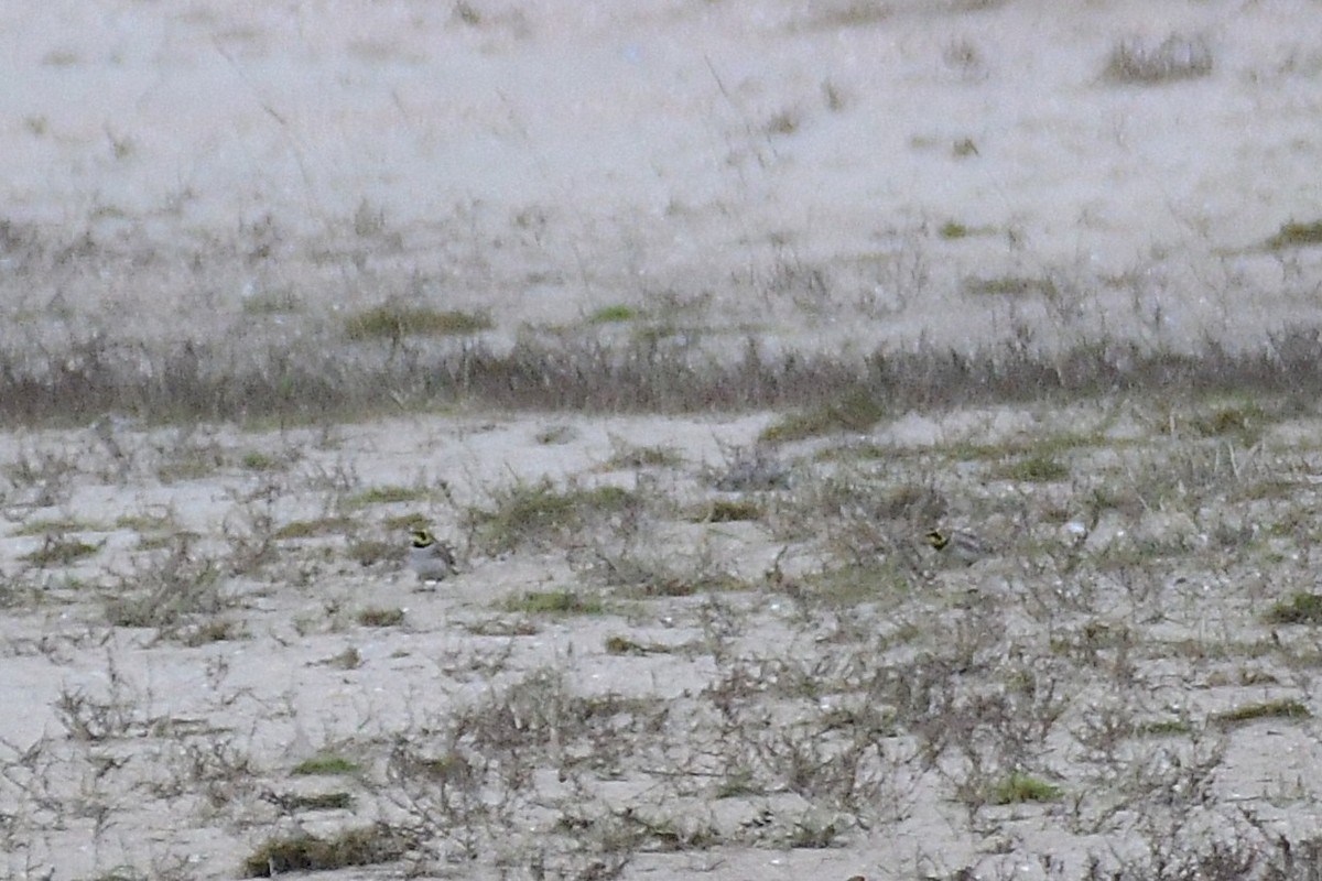 Horned Lark - ML629856539