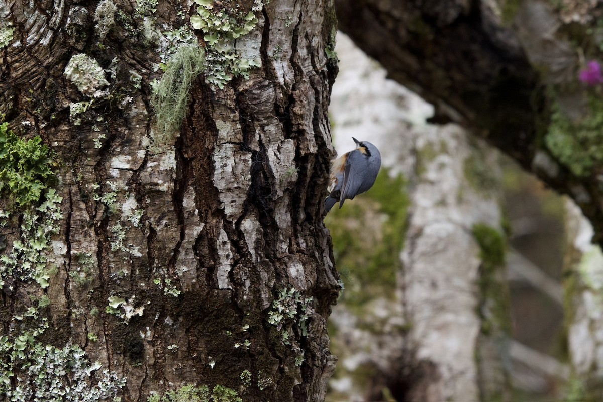 Eurasian Nuthatch (Chinese) - ML629856567
