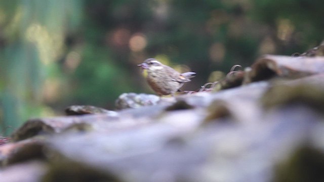 Chestnut-winged Cinclodes - ML629856579