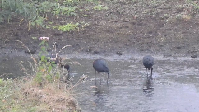 Glossy Ibis - ML629856613