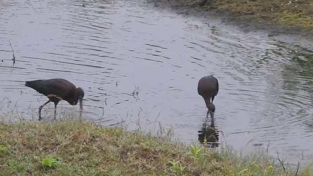 Glossy Ibis - ML629856614