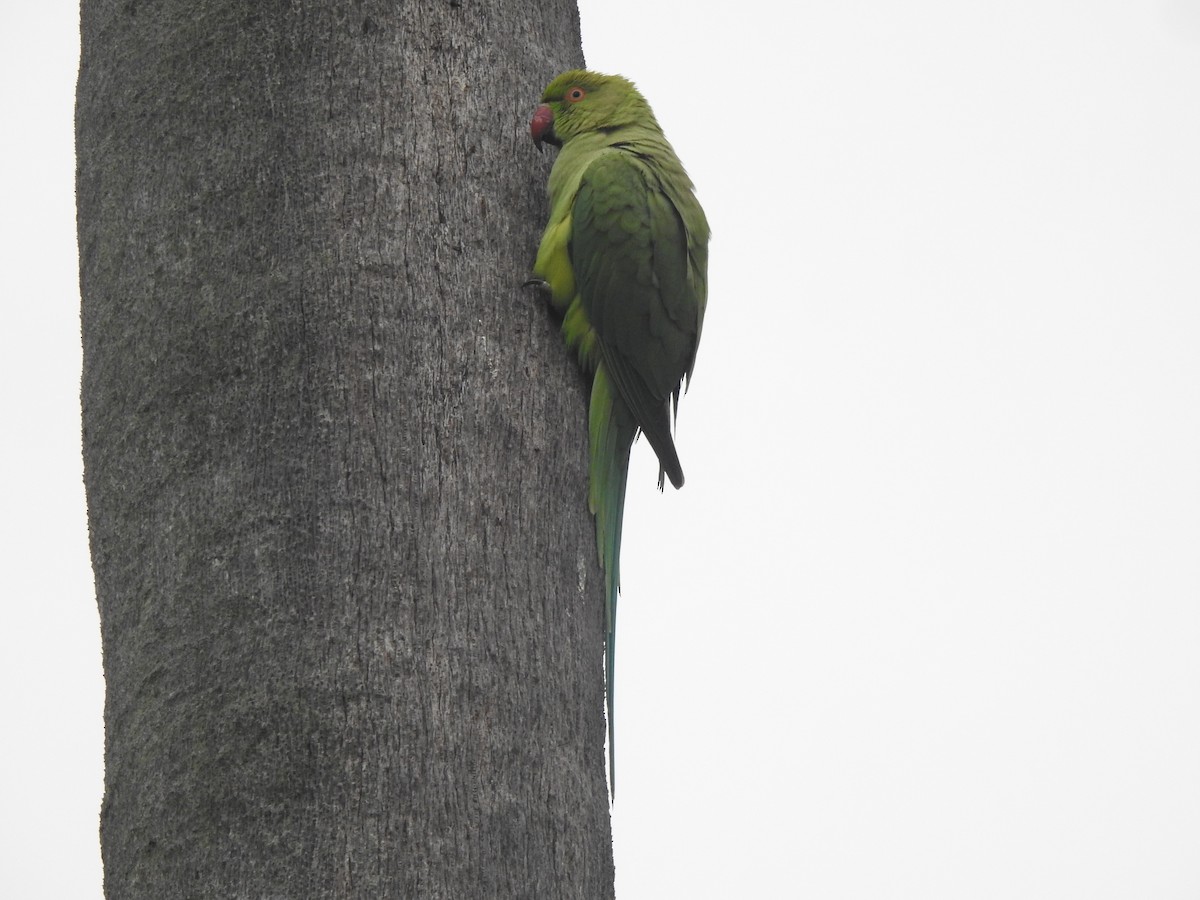 Rose-ringed Parakeet - ML629856665
