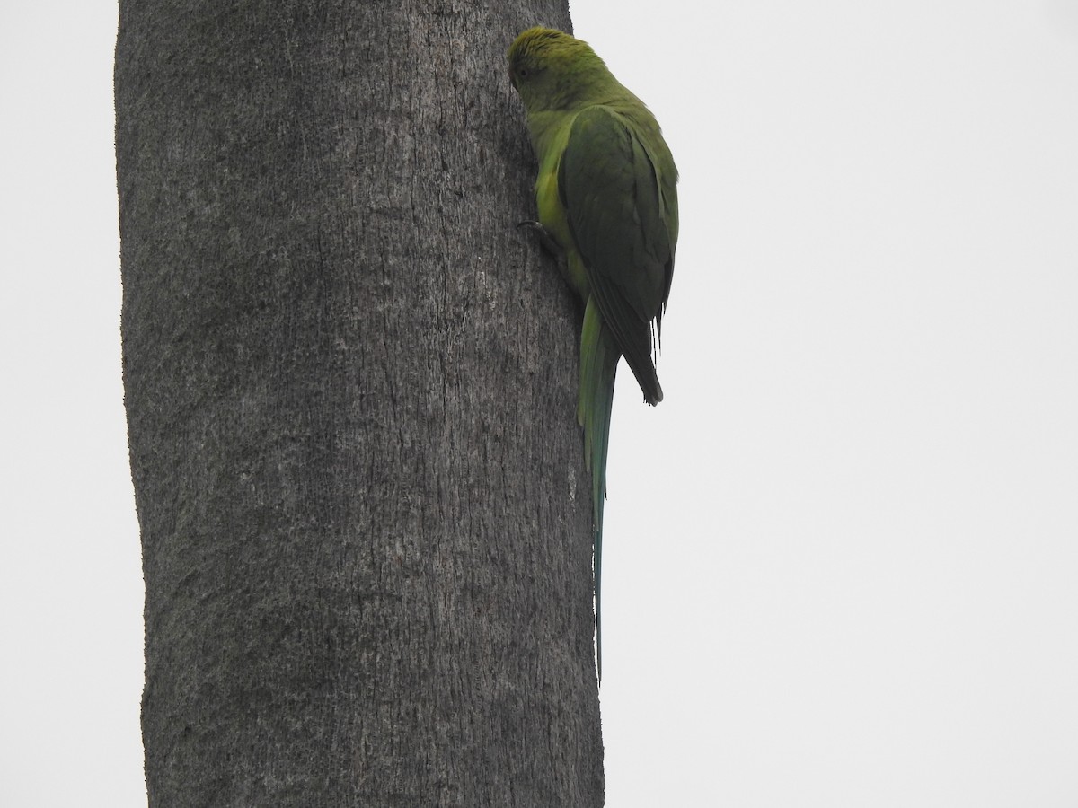 Rose-ringed Parakeet - ML629856667