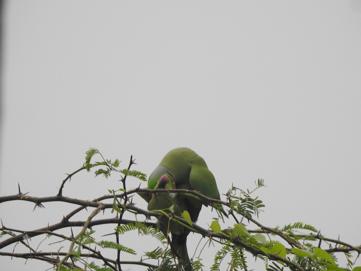 Rose-ringed Parakeet - ML629856668