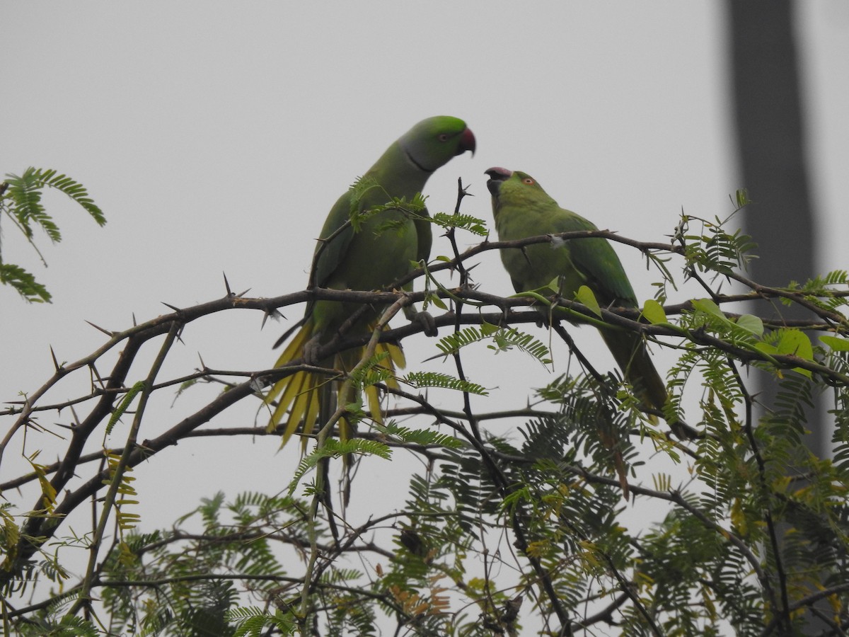 Rose-ringed Parakeet - ML629856672
