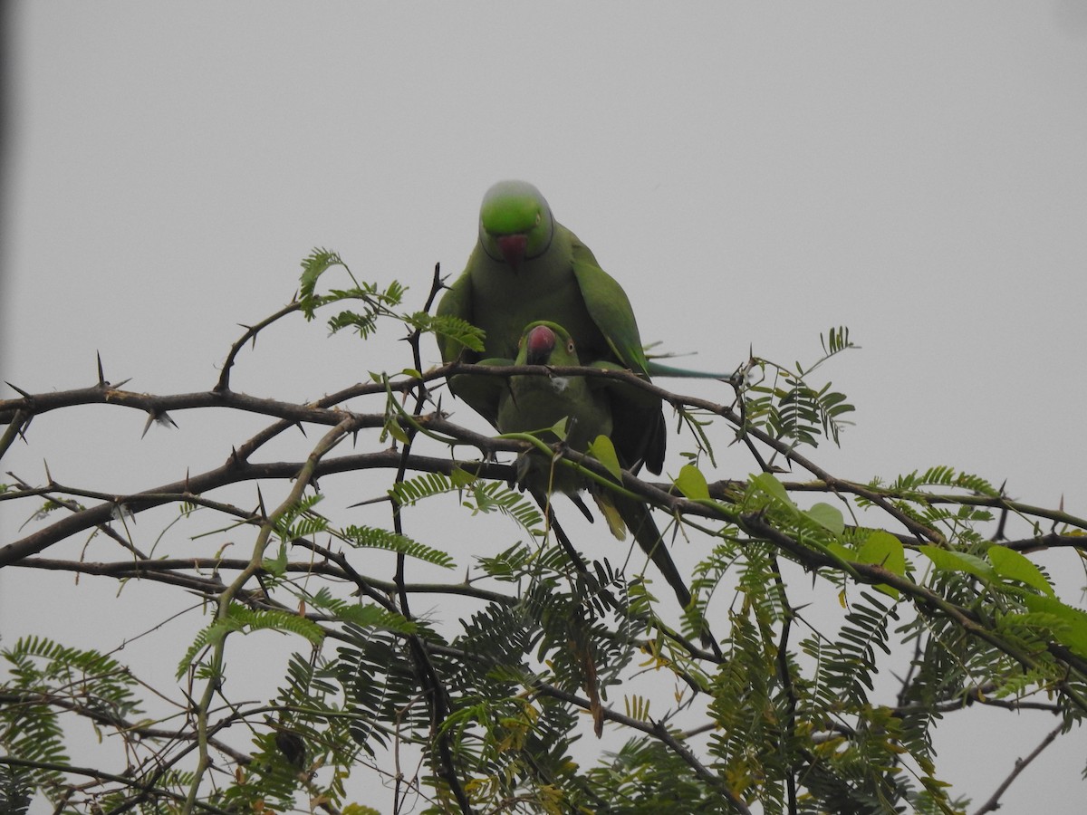 Rose-ringed Parakeet - ML629856673