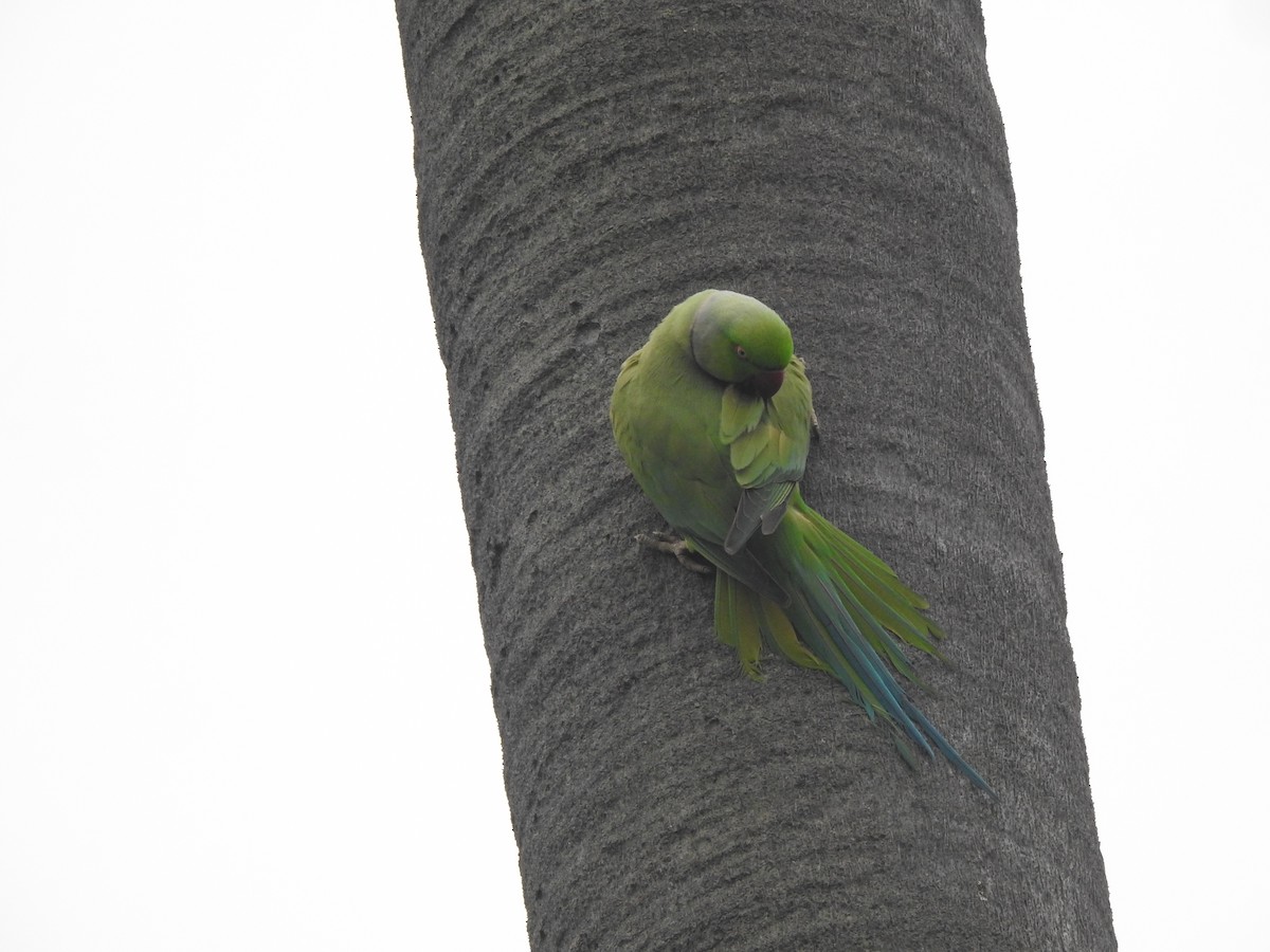 Rose-ringed Parakeet - ML629856674