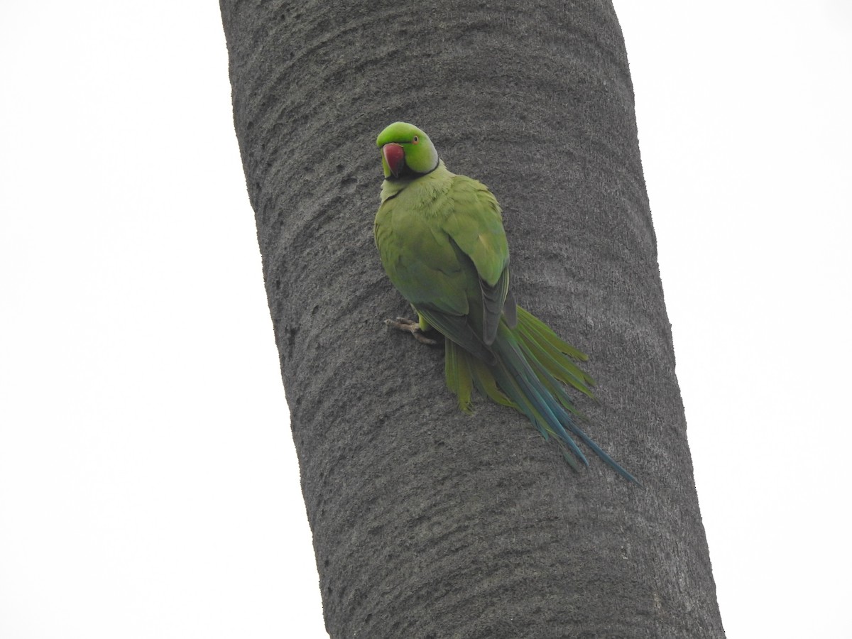 Rose-ringed Parakeet - ML629856676