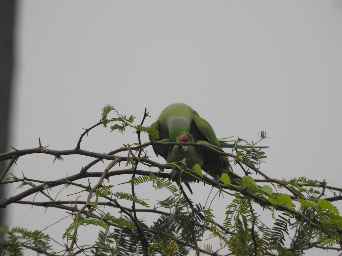 Rose-ringed Parakeet - ML629856679