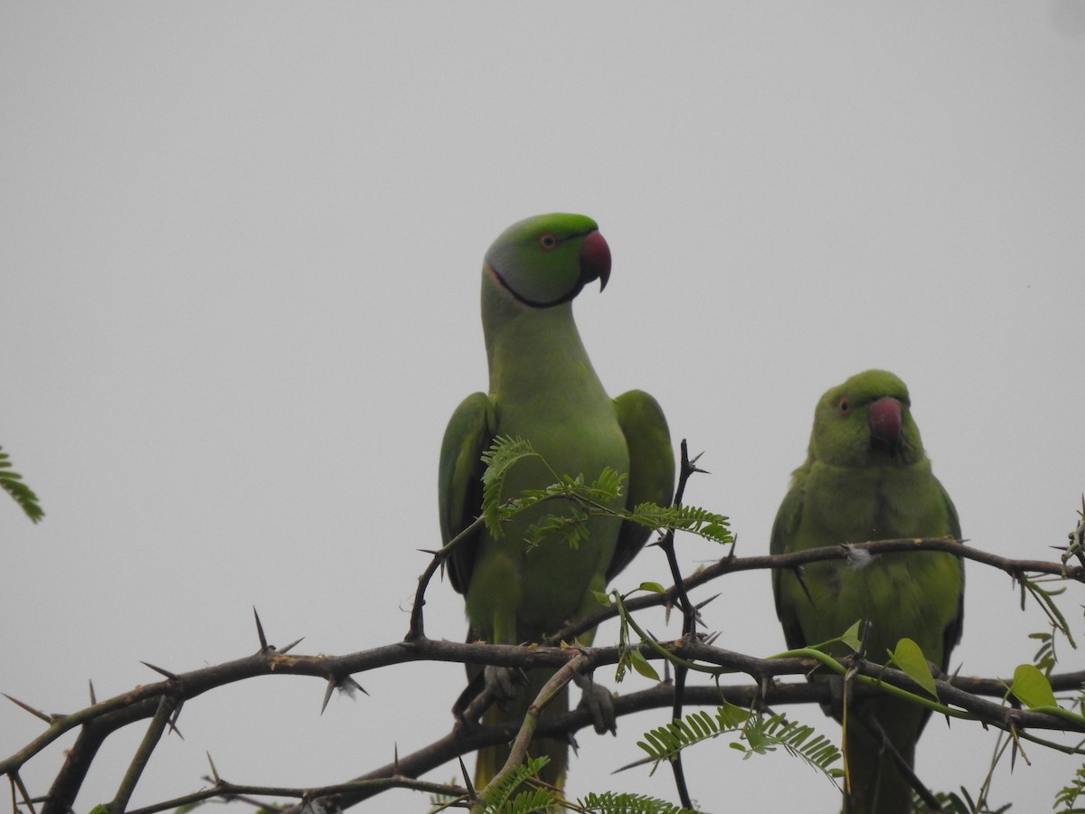 Rose-ringed Parakeet - ML629856680