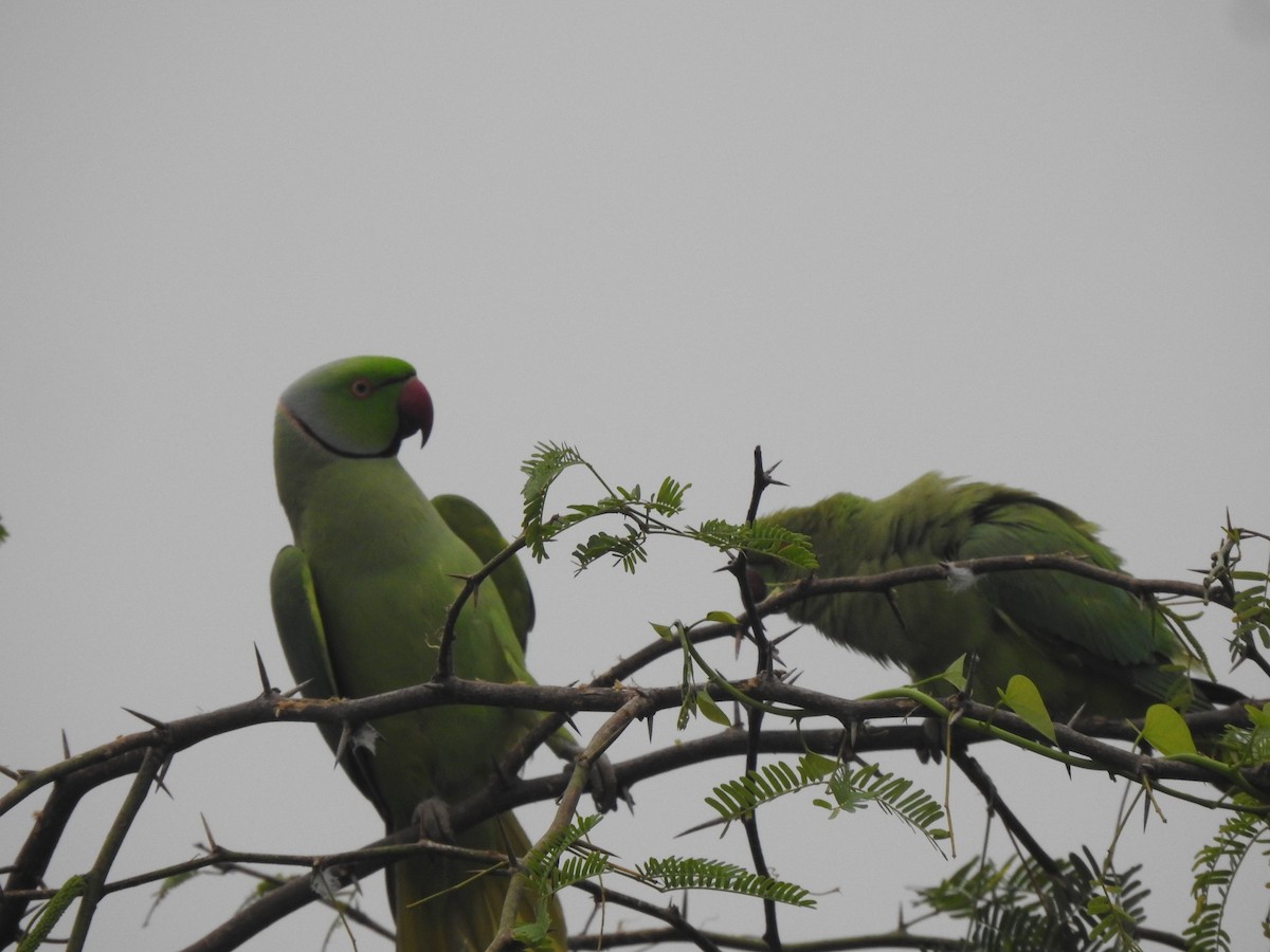 Rose-ringed Parakeet - ML629856681