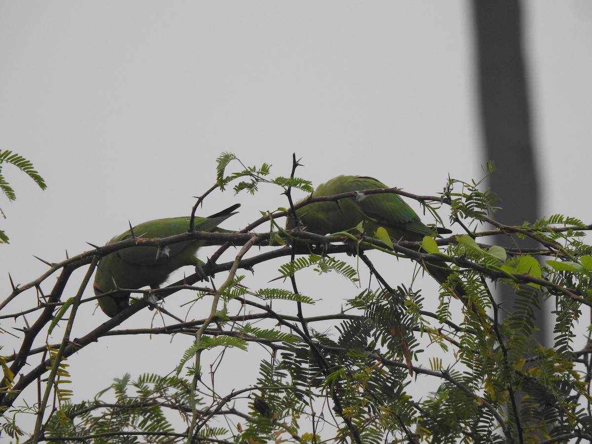 Rose-ringed Parakeet - ML629856683