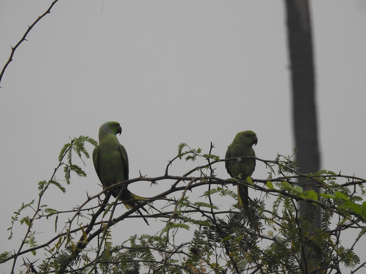 Rose-ringed Parakeet - ML629856686
