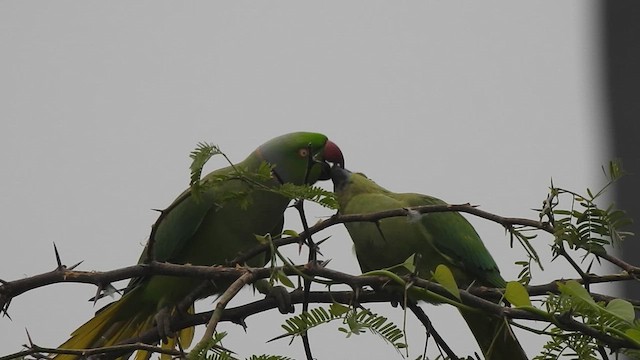 ホンセイインコ - ML629856689