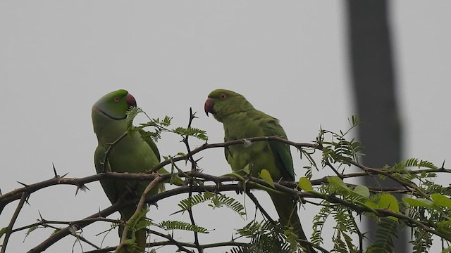 ホンセイインコ - ML629856691